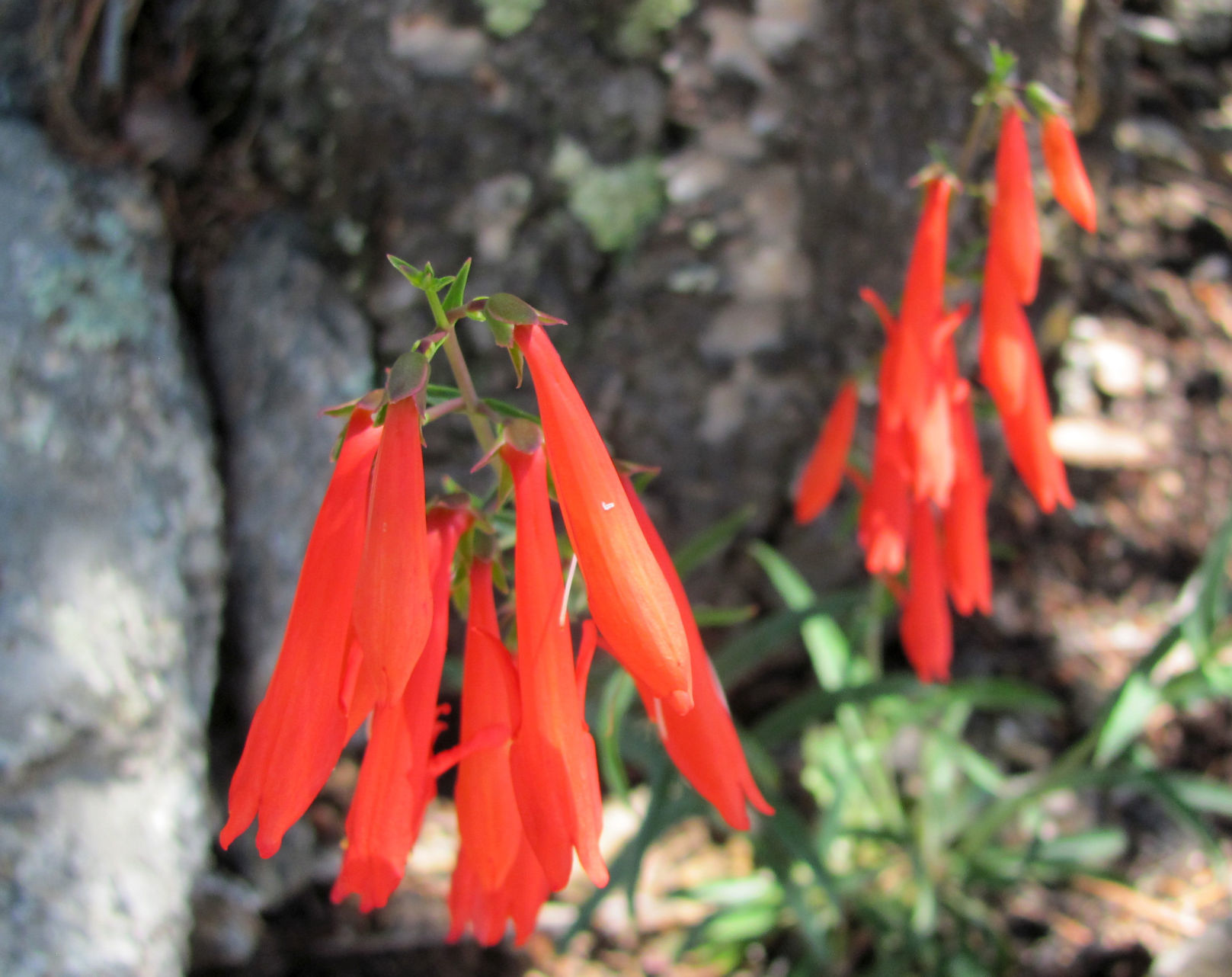 Penstemon wildflowers